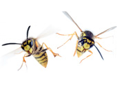 Zwei Wespen in Nahaufnahme